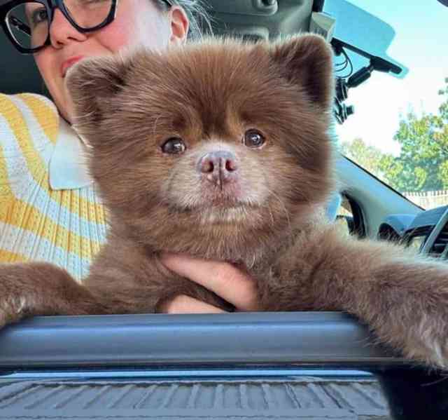 pomeranian na prodej - foto 1