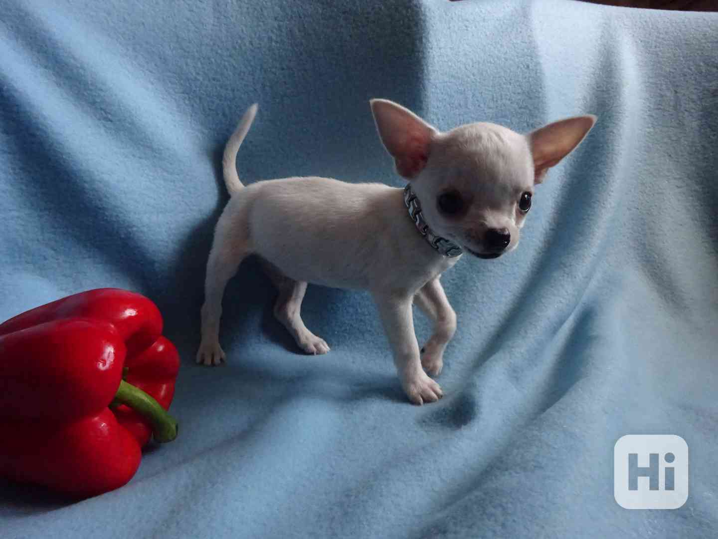🐶 Nabízím štěňátko čivava bez PP, krátkosrstý pejsek 🐾 - foto 1