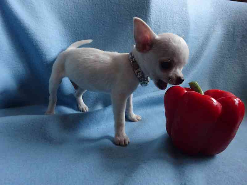 🐶 Nabízím štěňátko čivava bez PP, krátkosrstý pejsek 🐾 - foto 5