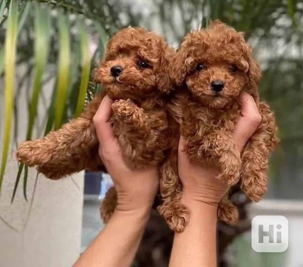 Krásná štěňata miniaturního pudla do nových domovů - foto 1