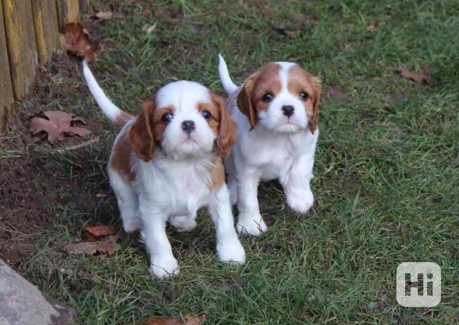 štěňata kavalír King Charles španěl k adopci - foto 1