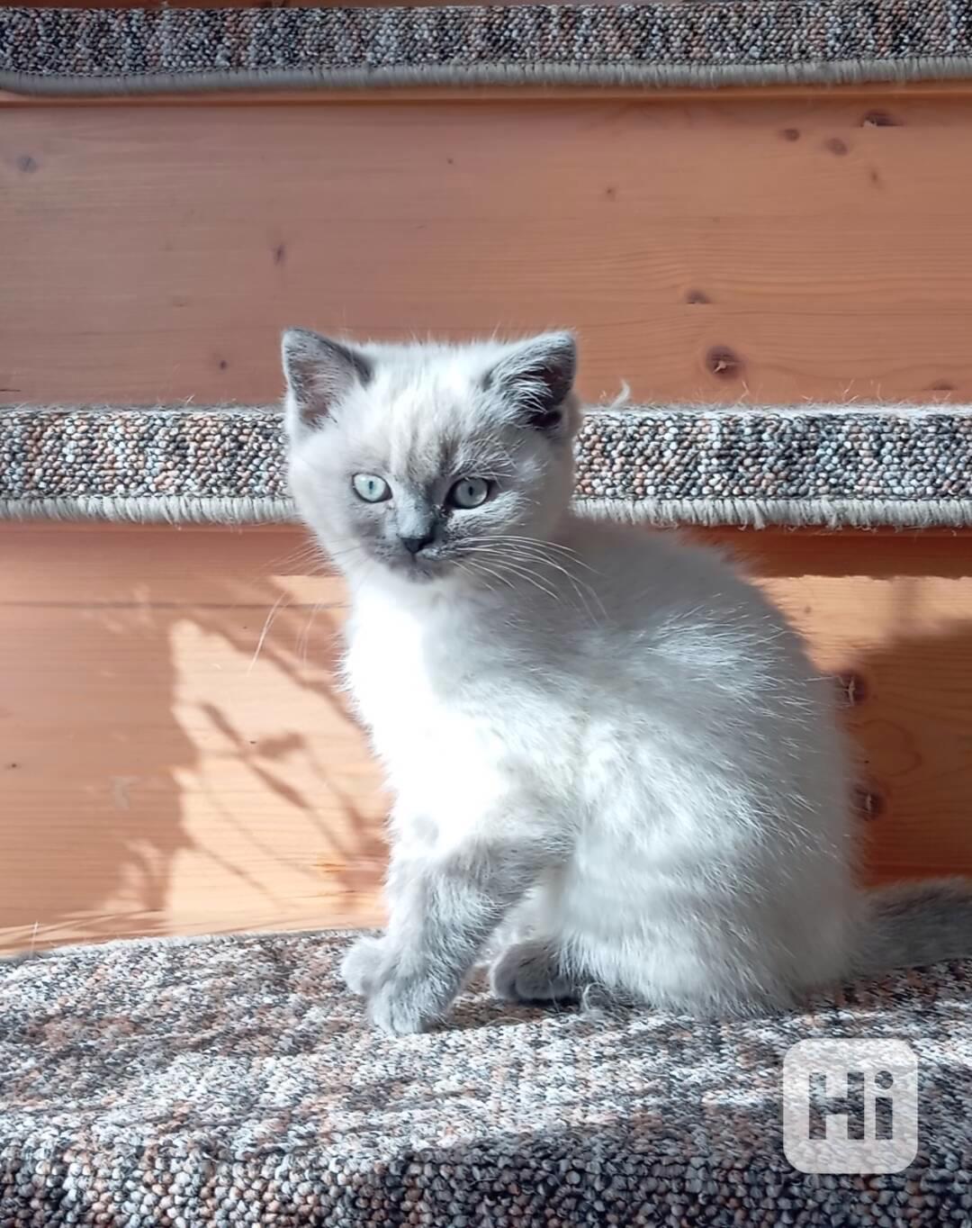 Britský kocourek bez PP - foto 1