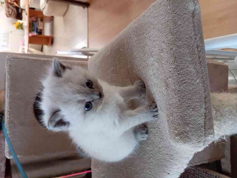 Britský kocourek bez PP - foto 6