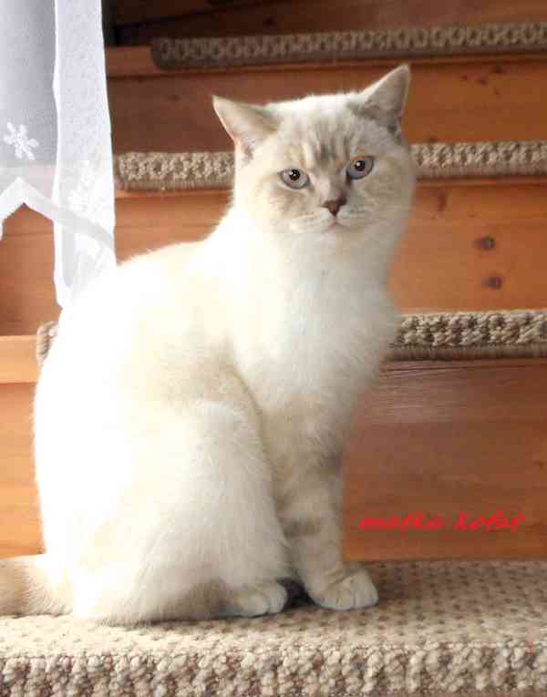 Britský kocourek bez PP - foto 10