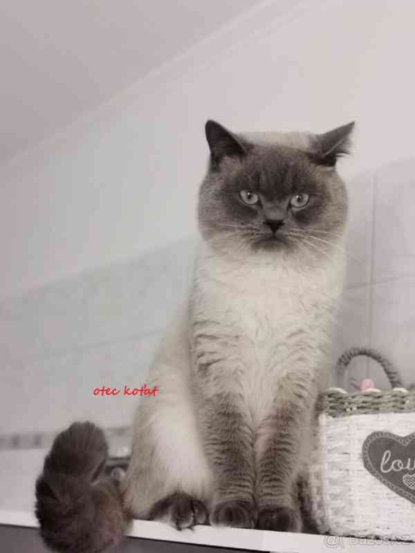 Britský kocourek bez PP - foto 9