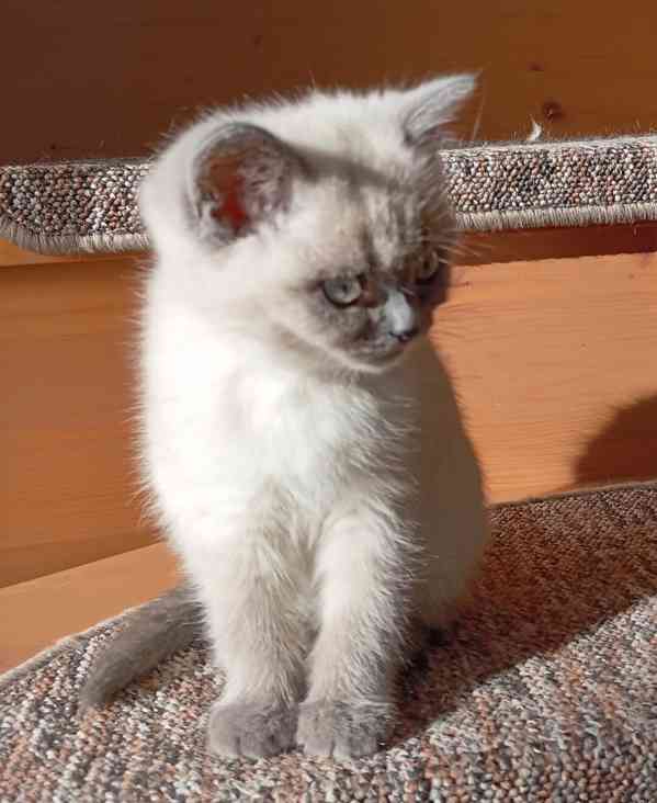 Britský kocourek bez PP - foto 4