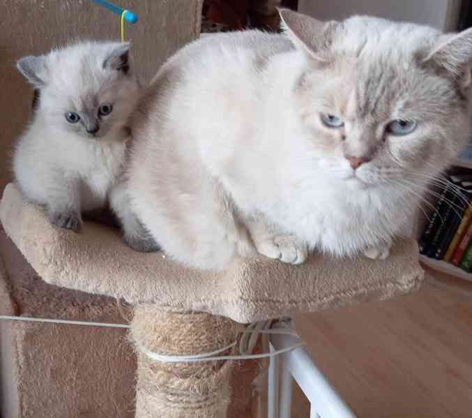 Britský kocourek bez PP - foto 5