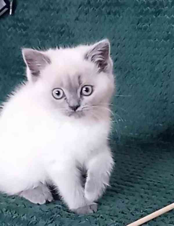 Britský kocourek bez PP - foto 3