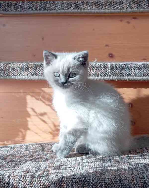 Britský kocourek bez PP - foto 1