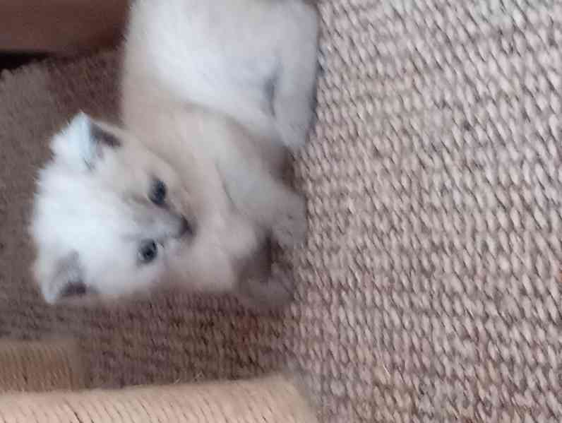 Britský kocourek bez PP - foto 7