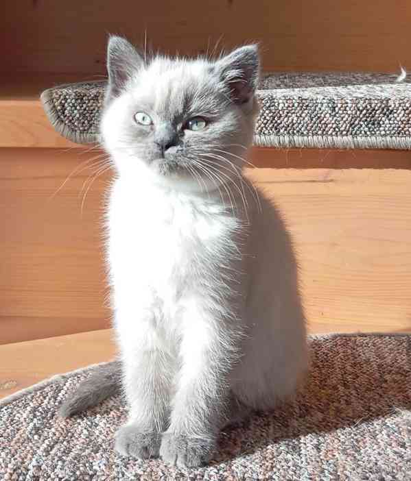 Britský kocourek bez PP - foto 2