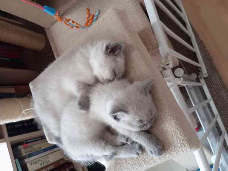 Britský kocourek bez PP - foto 8