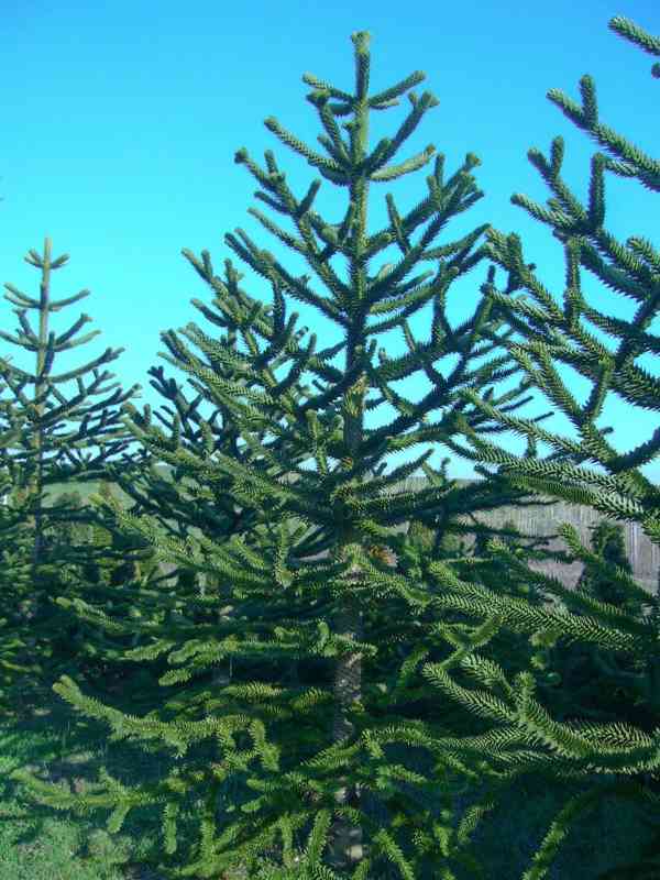 semena Araucaria Araucana - blahočet chilský - 10 ks - foto 1