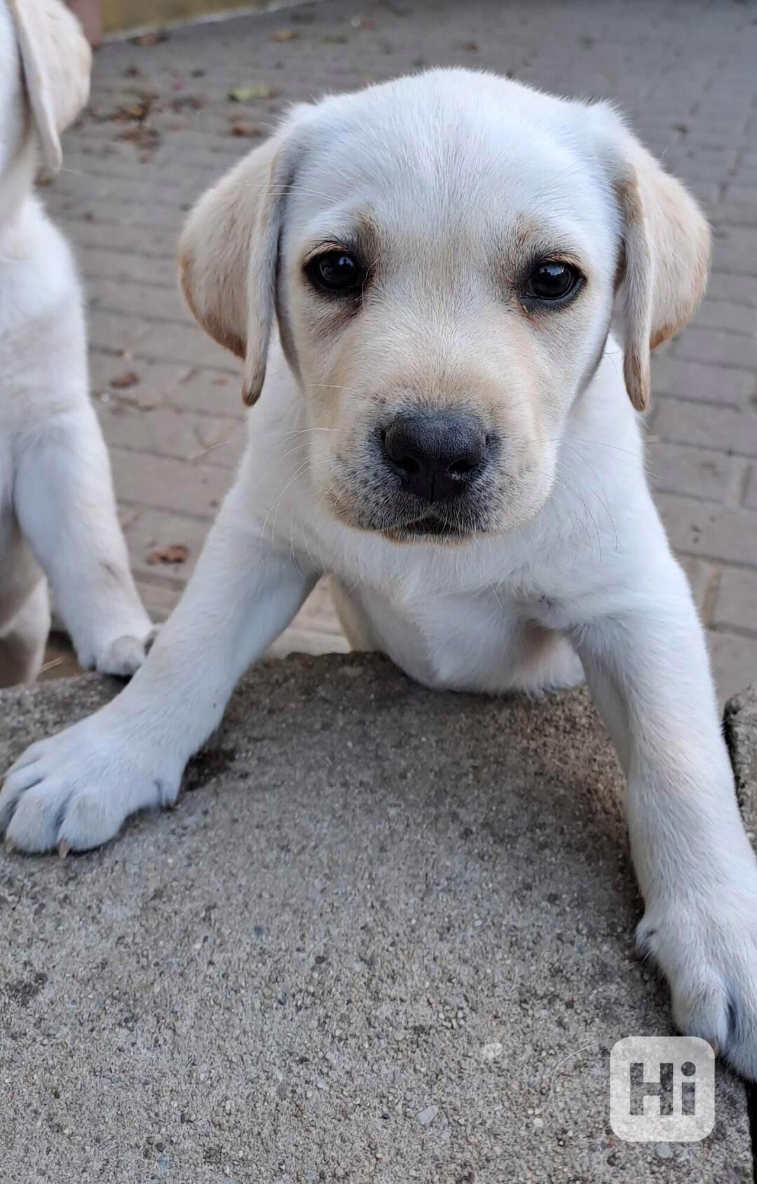 Labrador - štěňátka labradora s PP - foto 1