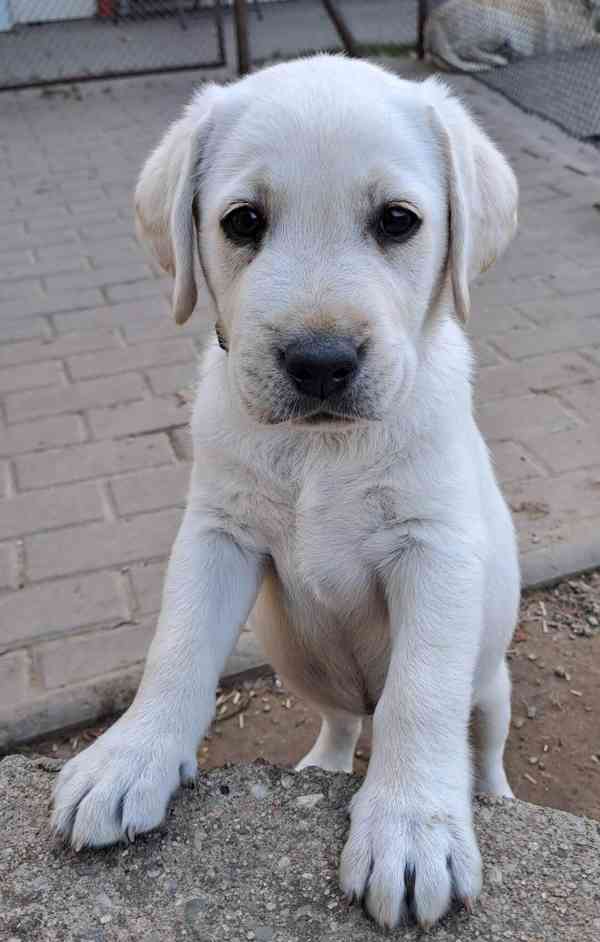 Labrador - štěňátka labradora s PP - foto 3