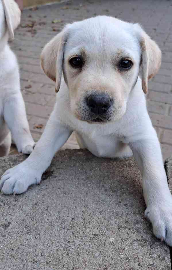 Labrador - štěňátka labradora s PP