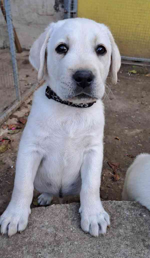 Labrador - štěňátka labradora s PP - foto 4
