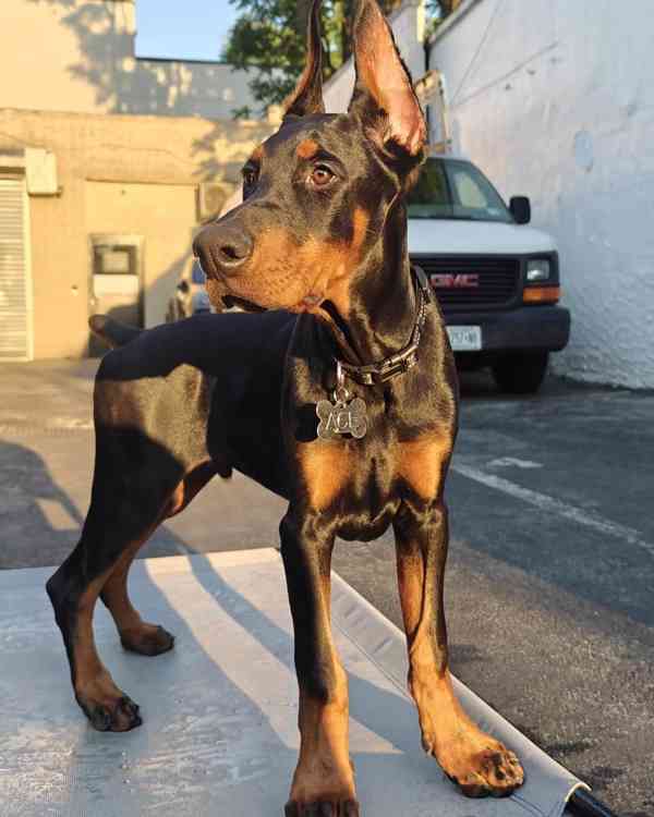 Štěně dobermana k ochraně. - foto 1