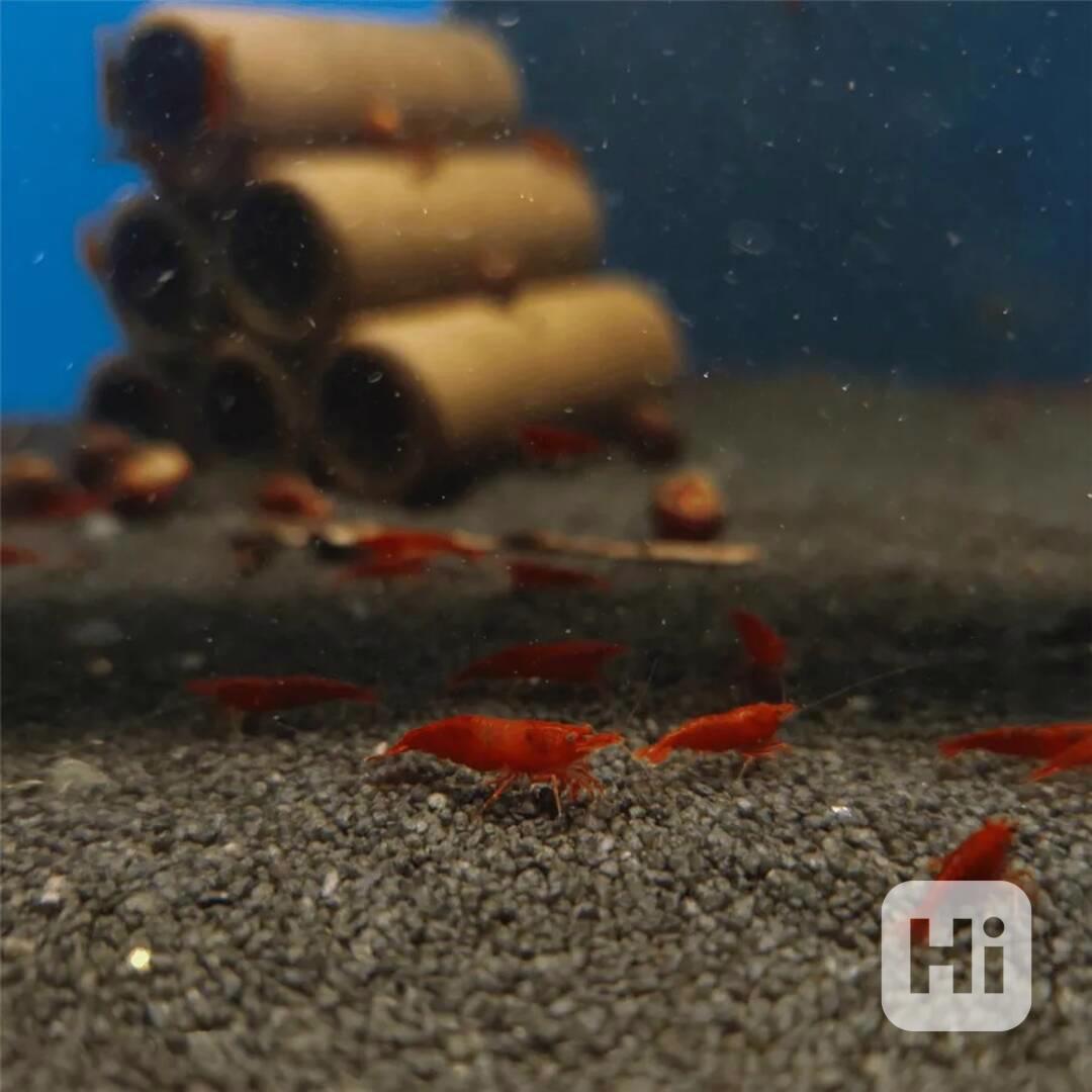 Neocaridina davidi "red cherry" - foto 1