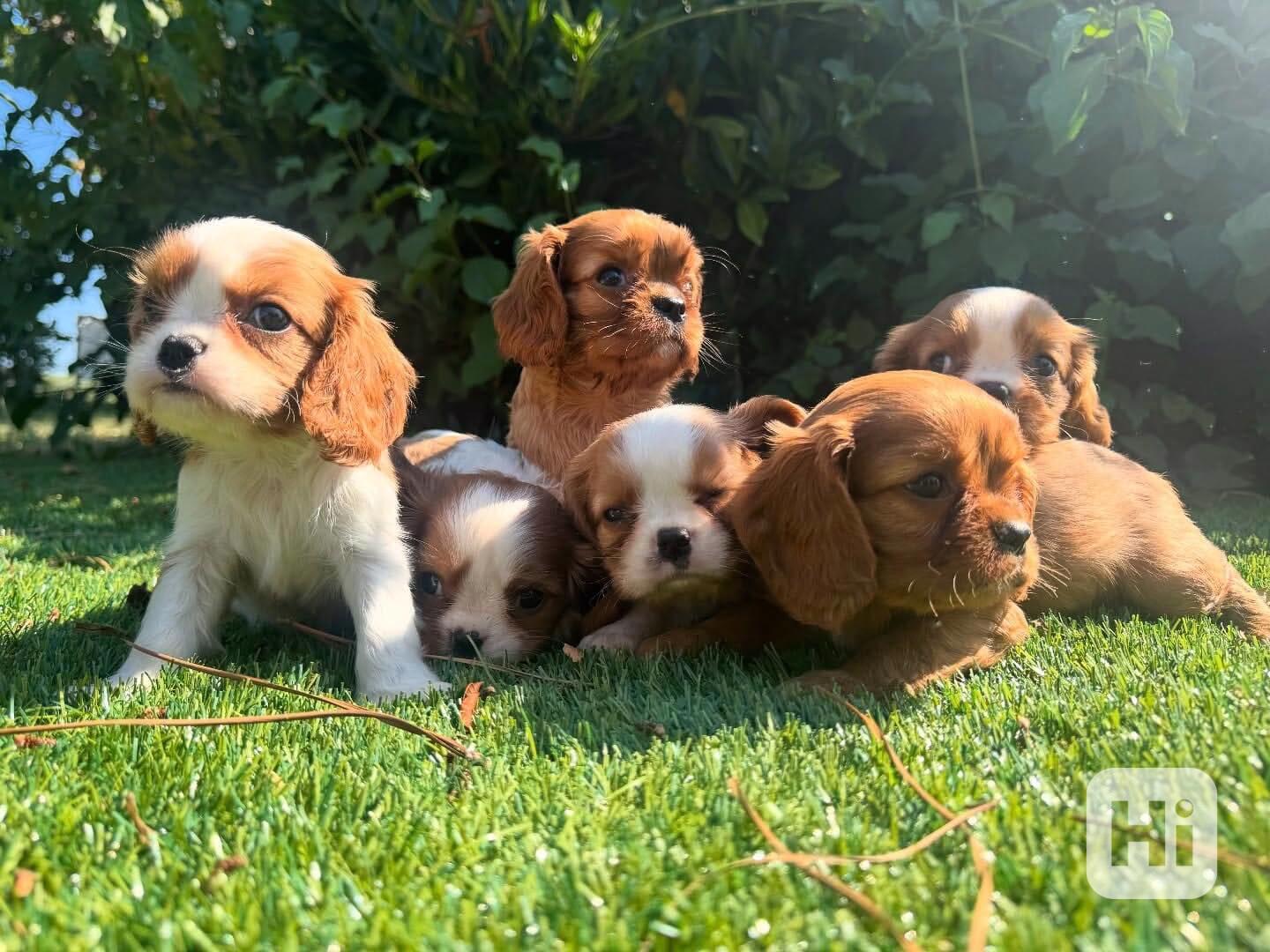 👑🐶 Krásná štěňátka kavalírského king charles španěla v čer - foto 1