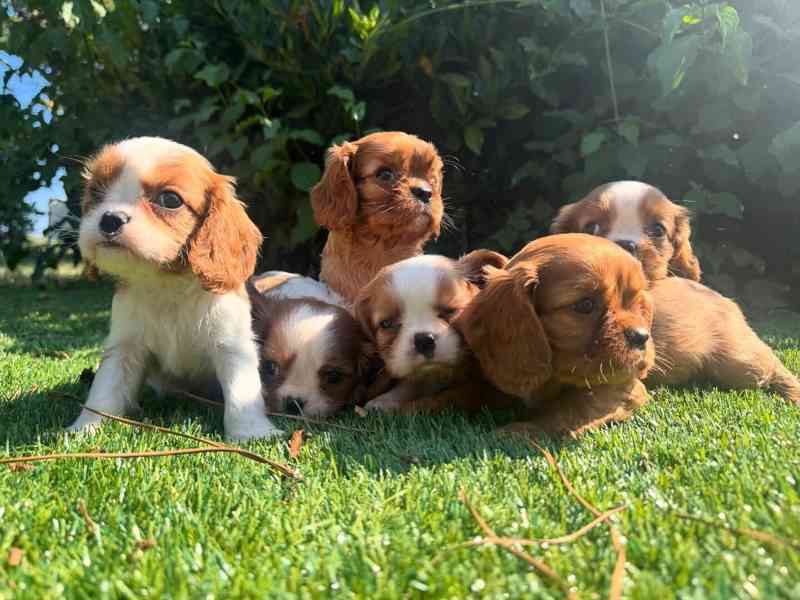 👑🐶 Krásná štěňátka kavalírského king charles španěla v čer - foto 1