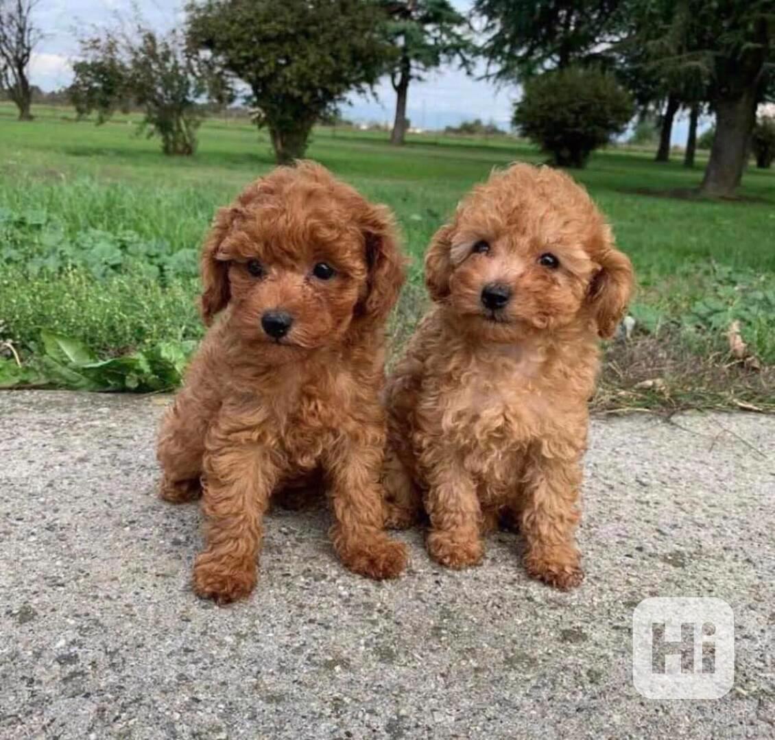 Štěňata toy pudla připravená k adopci - foto 1