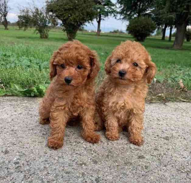 Štěňata toy pudla připravená k adopci - foto 1