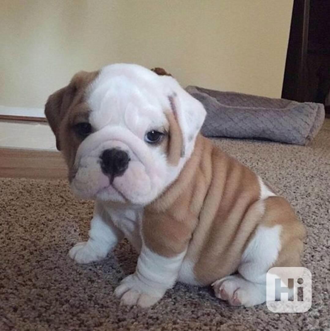 Zdarma  dárek štěňata anglického buldoka k adopci   - foto 1