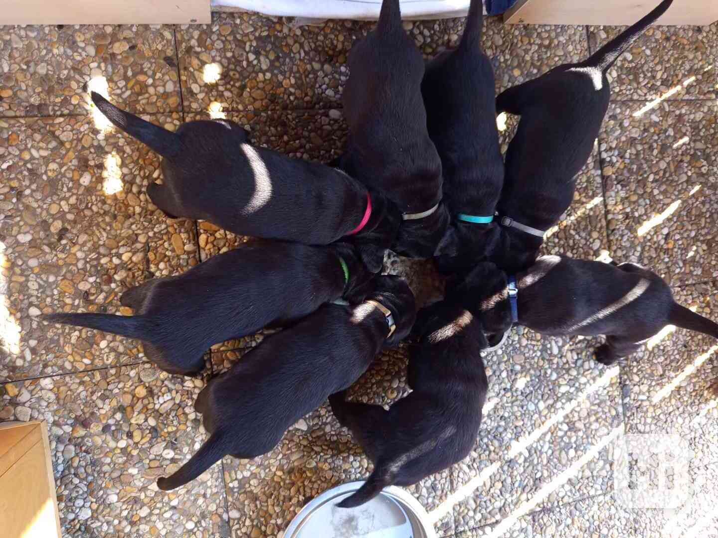 štěňata  labradora  - foto 1