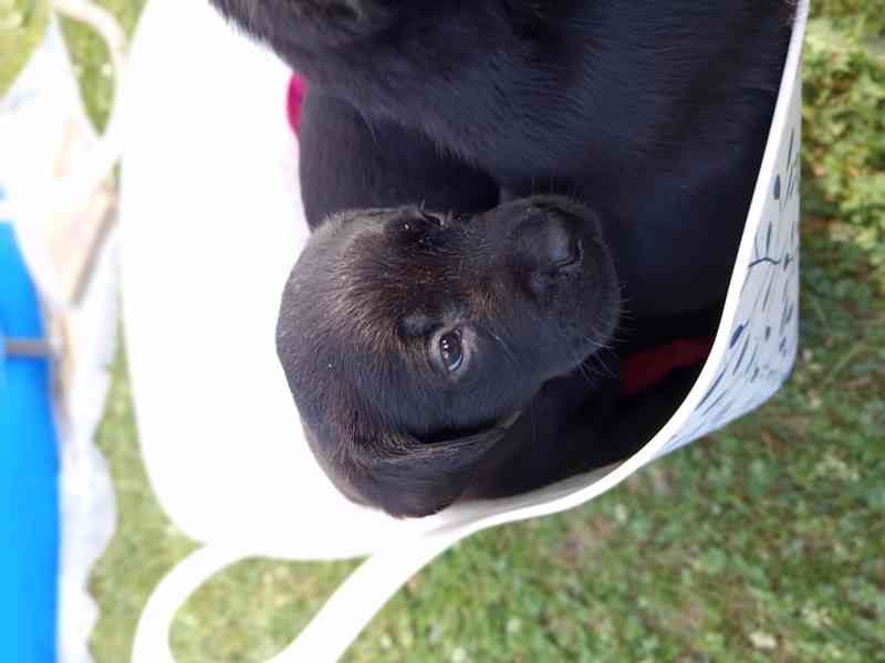 štěňata  labradora  - foto 5
