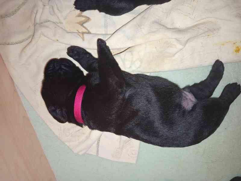štěňata  labradora  - foto 2