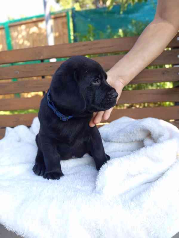 štěňata labradora /labradorský retriever - foto 1