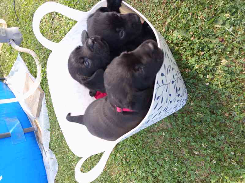 štěňata  labradora  - foto 7