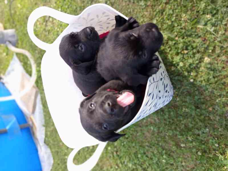 štěňata  labradora  - foto 6