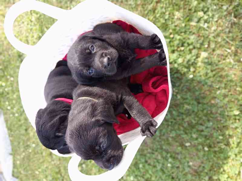 štěňata  labradora  - foto 4