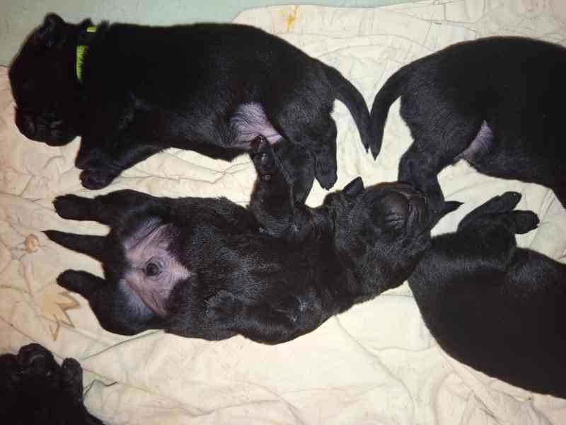štěňata  labradora  - foto 3
