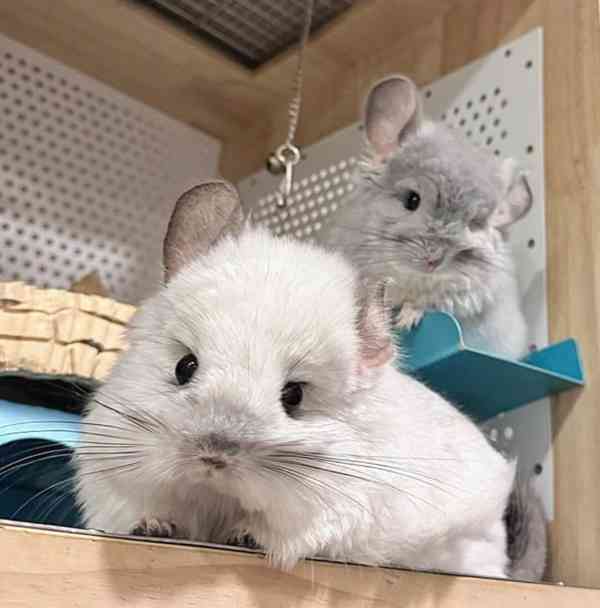 Činčily jsou připraveny k adopci.  - foto 3