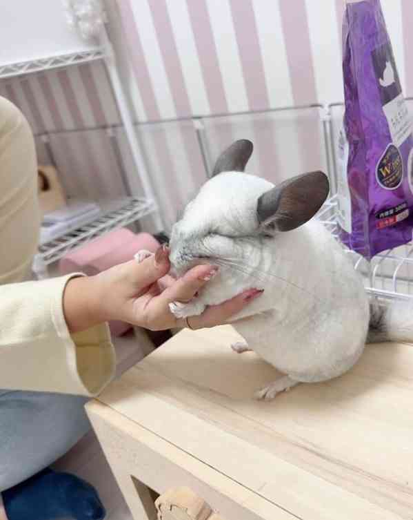 Činčily jsou připraveny k adopci.  - foto 1