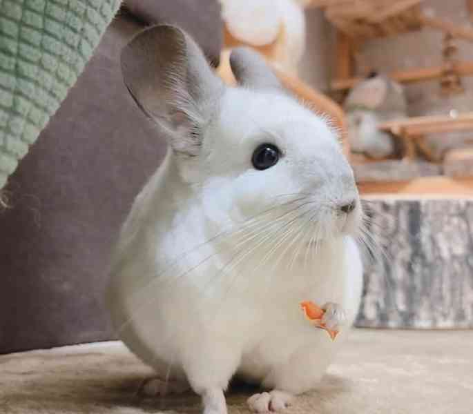 Činčily jsou připraveny k adopci.  - foto 2