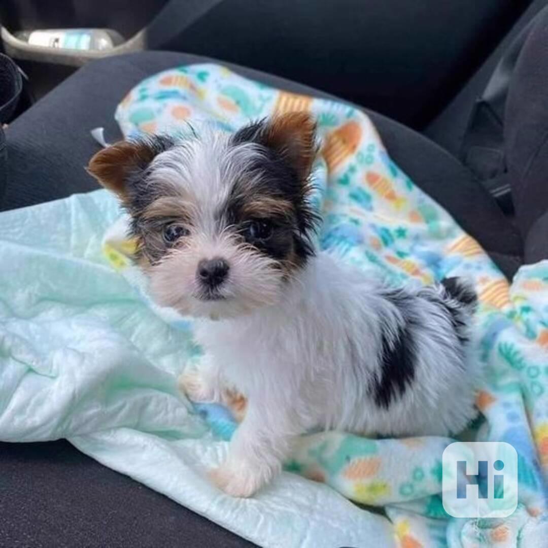 Biewer jorkširský teriér - foto 1