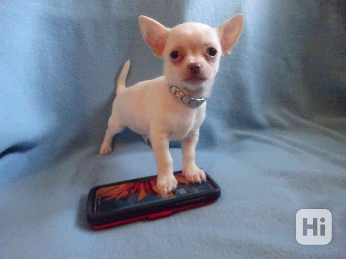 Štěňátko čivava bez PP, krátkosrstý pejsek. - foto 1