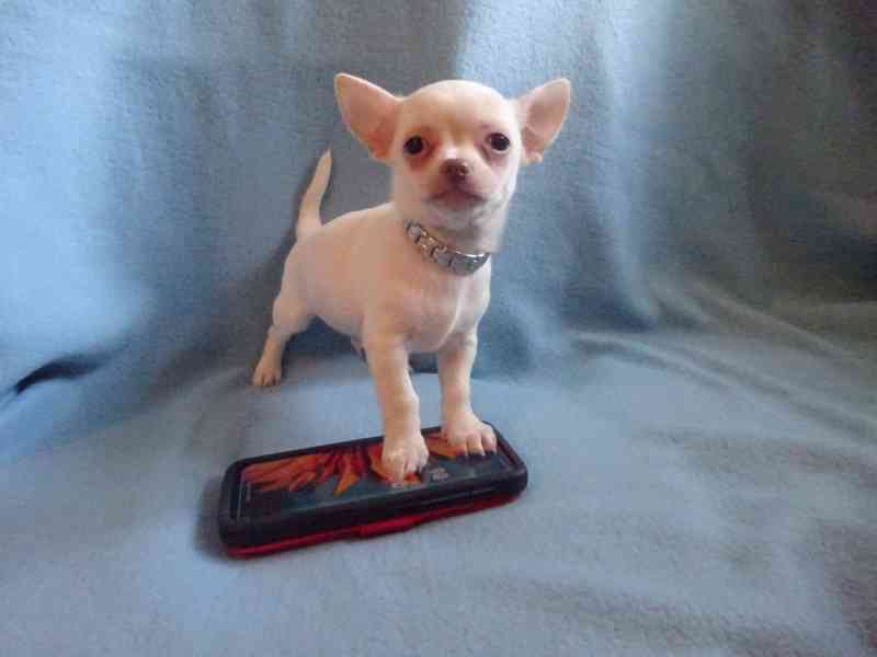 Štěňátko čivava bez PP, krátkosrstý pejsek. - foto 5