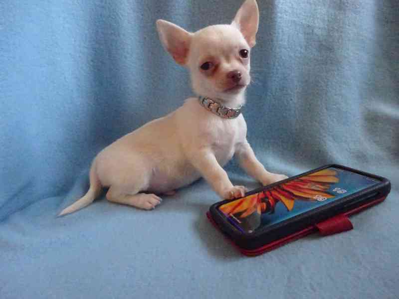 Štěňátko čivava bez PP, krátkosrstý pejsek. - foto 3