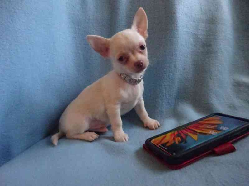 Štěňátko čivava bez PP, krátkosrstý pejsek. - foto 4