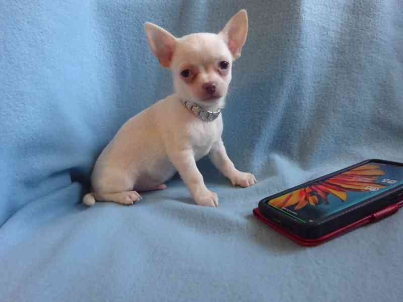 Štěňátko čivava bez PP, krátkosrstý pejsek. - foto 2