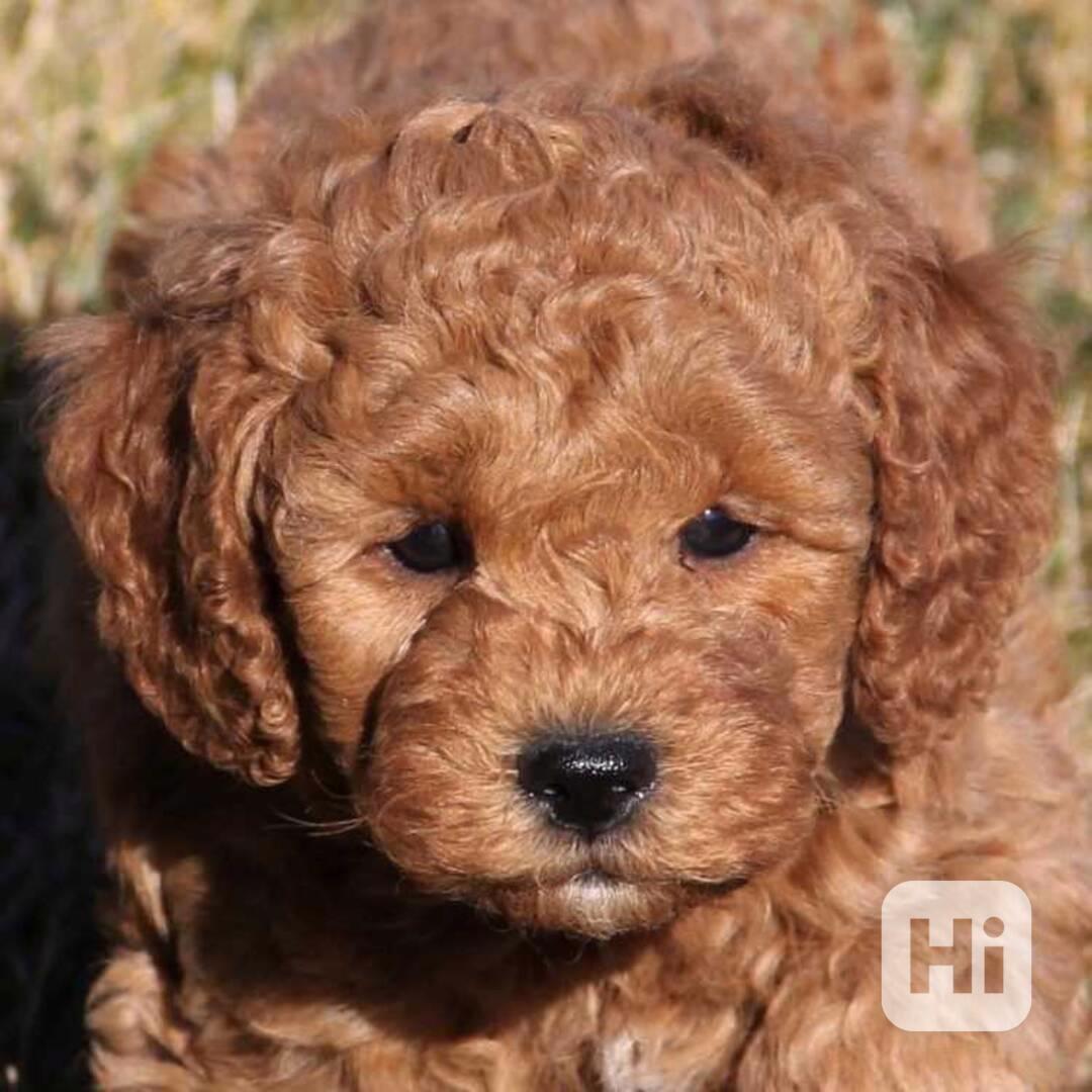GOLDEN DOODLE MINIATURE F1 PUPPIES - foto 1