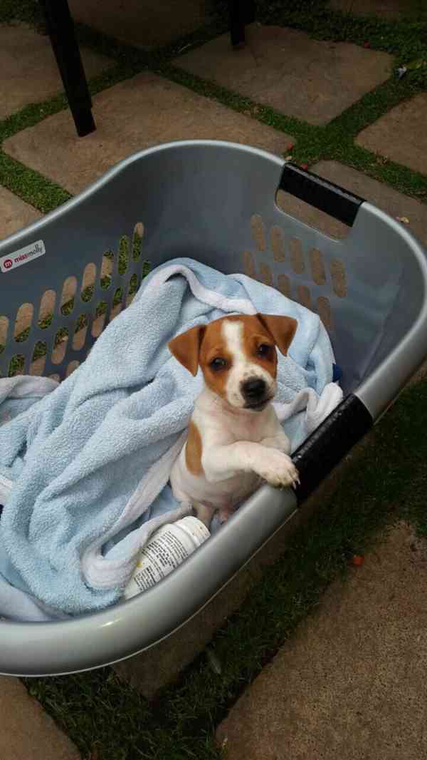 12 týdenní štěně jack russella k adopci zdarma   - foto 2