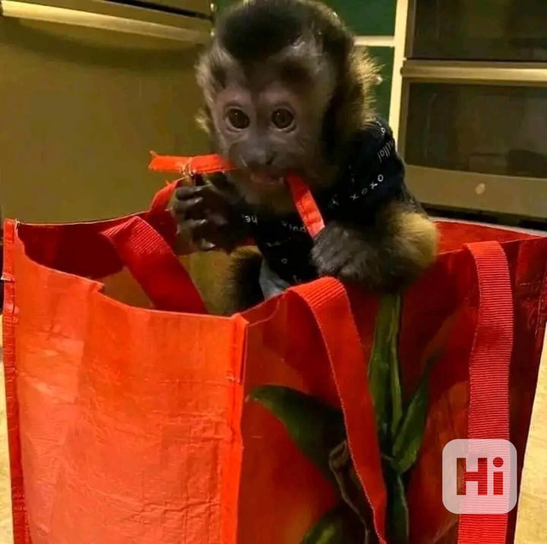  Opice připravené k návratu domů       - foto 1