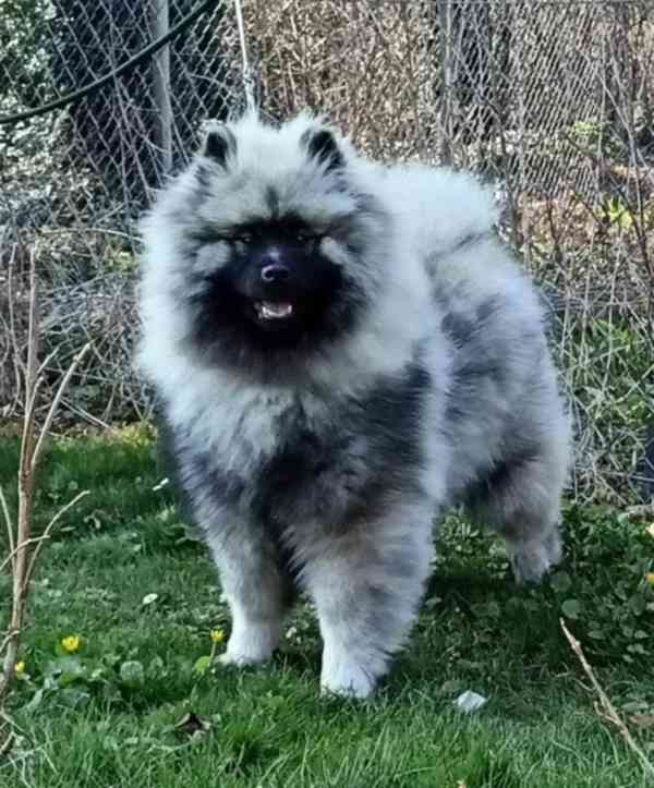 Německý špic vlčí / keeshond prodám štěňata s PP - foto 13