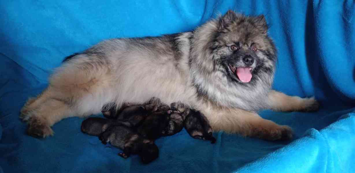 Německý špic vlčí / keeshond prodám štěňata s PP - foto 9